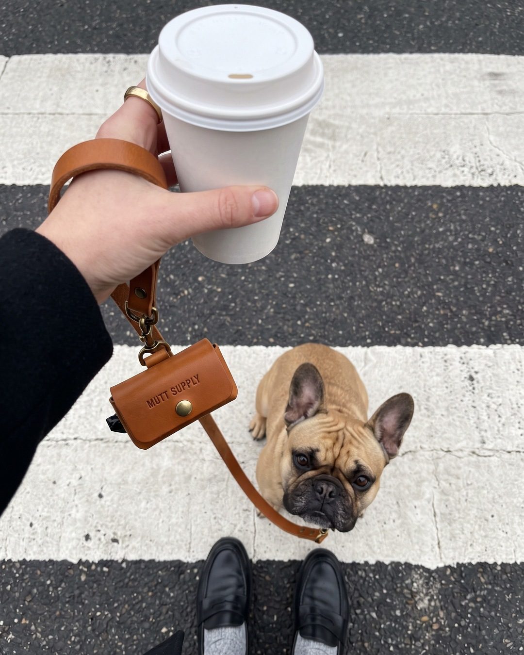 Looking down at a zebra crossing: a hand with coffee, a lead with a MUTT SUPPLY pouch and a French bulldog looking up