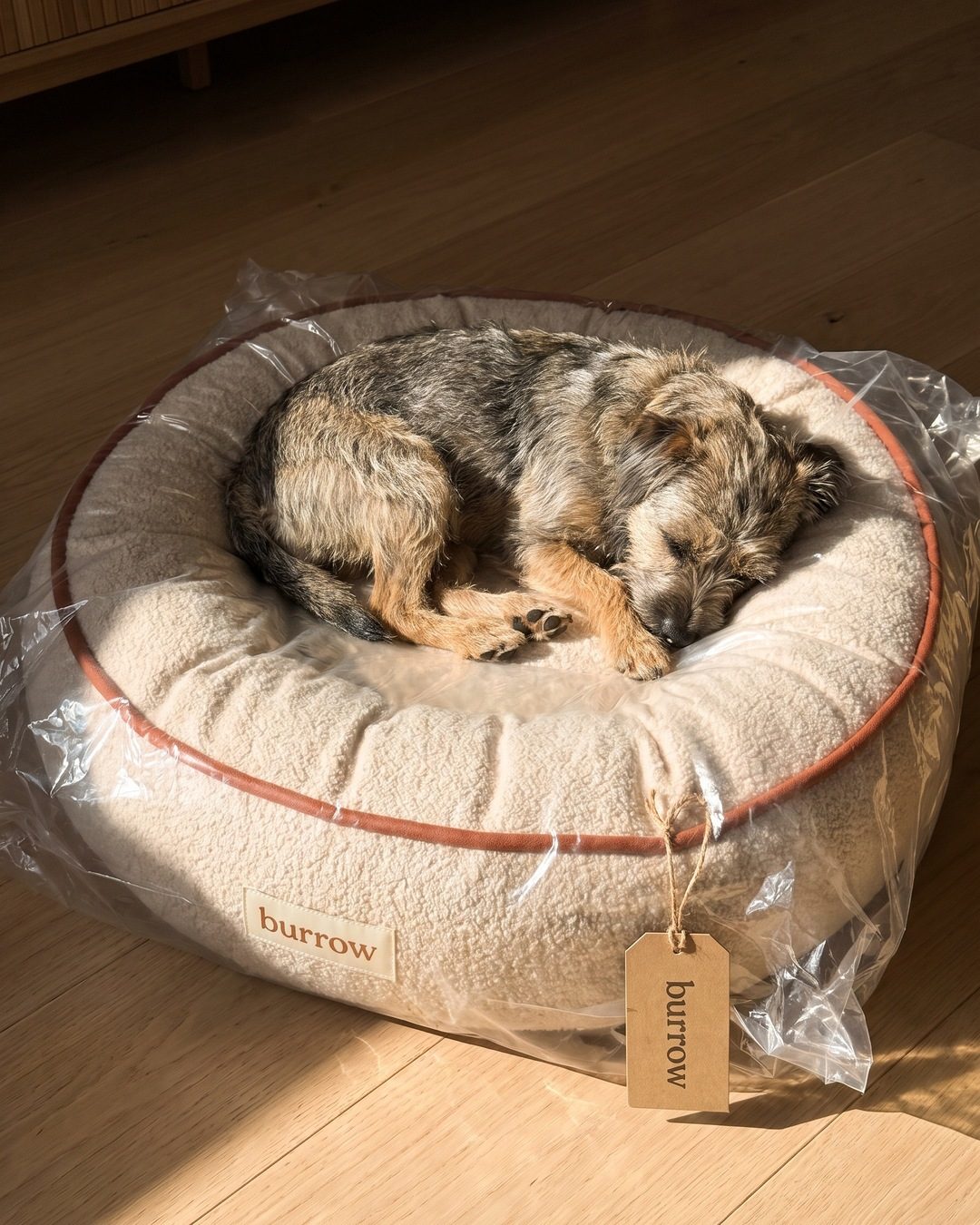 A scruffy terrier asleep on a new Burrow dog bed still in its plastic wrap, in low sun